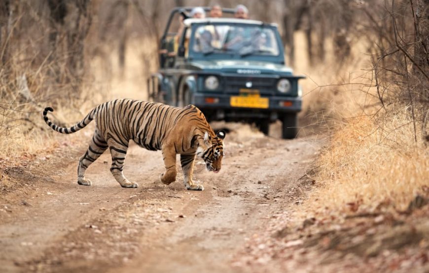 08 DAYS OF INDIA DELUXE GOLDEN TRIANGLE and RANTHAMBORE